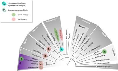 Lipid Droplets in Unicellular Photosynthetic Stramenopiles